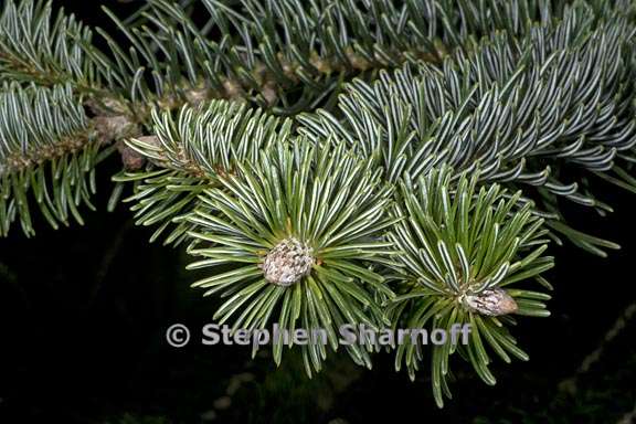 abies nordmanniana ssp equi trojani 1 graphic